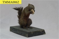 藏品(赤腹松鼠)的圖片